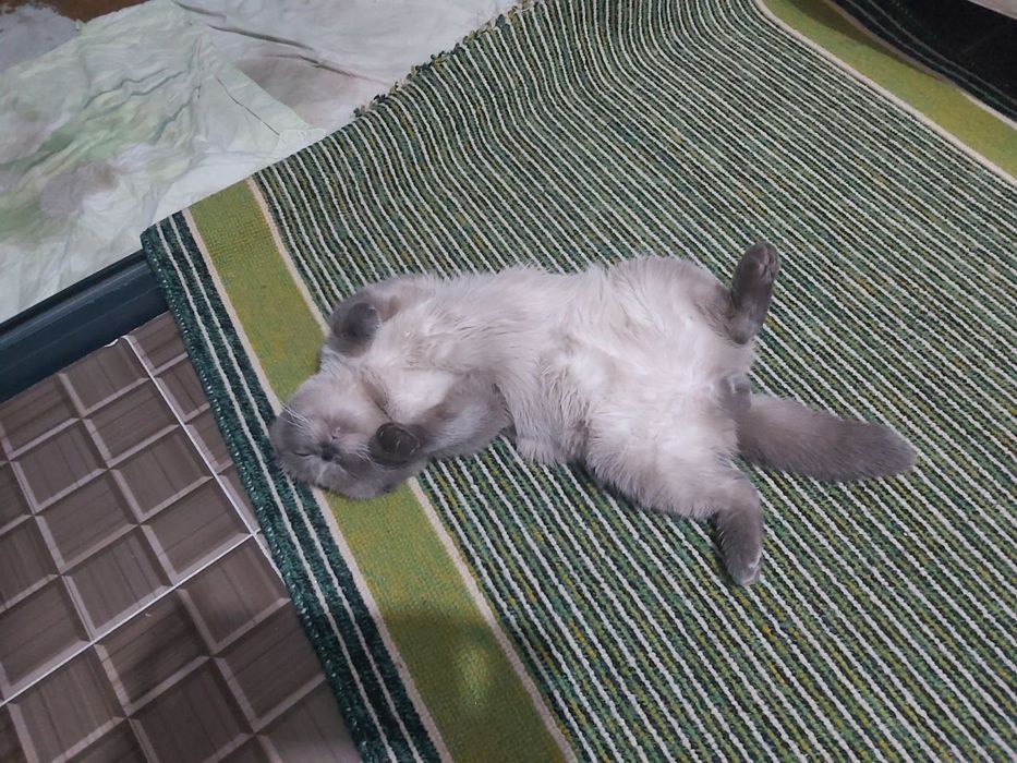 Скоттиш фолд шатландец