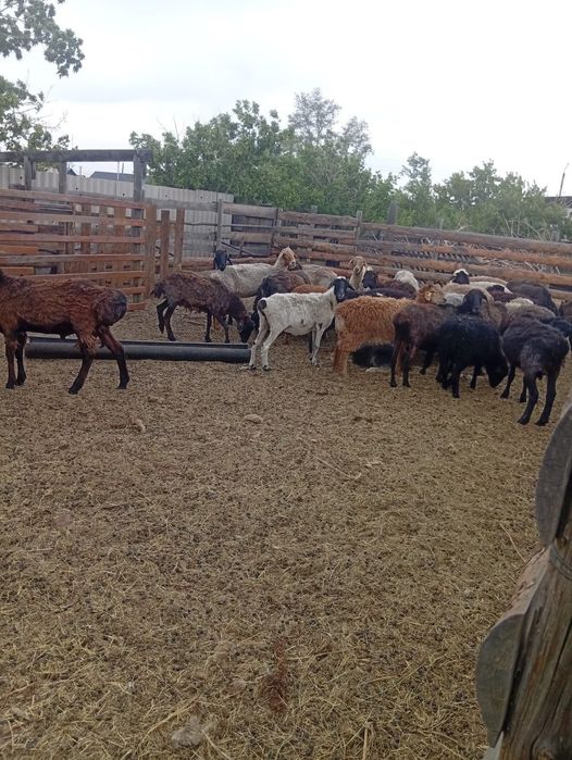 Продам баран. 33 головы. Торг имеется.