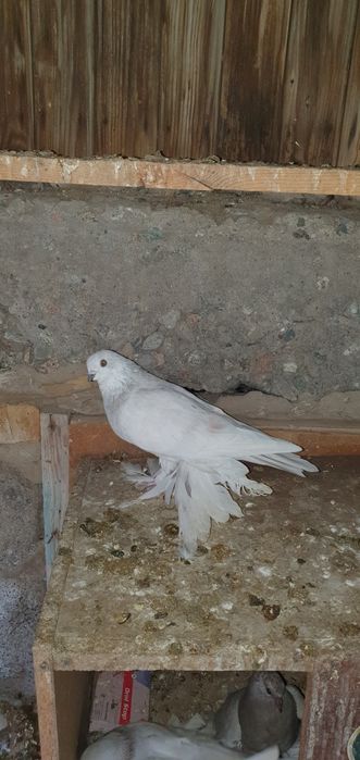 Голуби бойные разных мастей