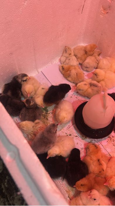 Цыплята породистые