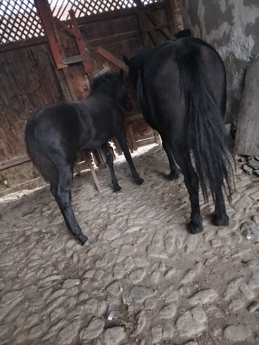 Vand iapa și mânză