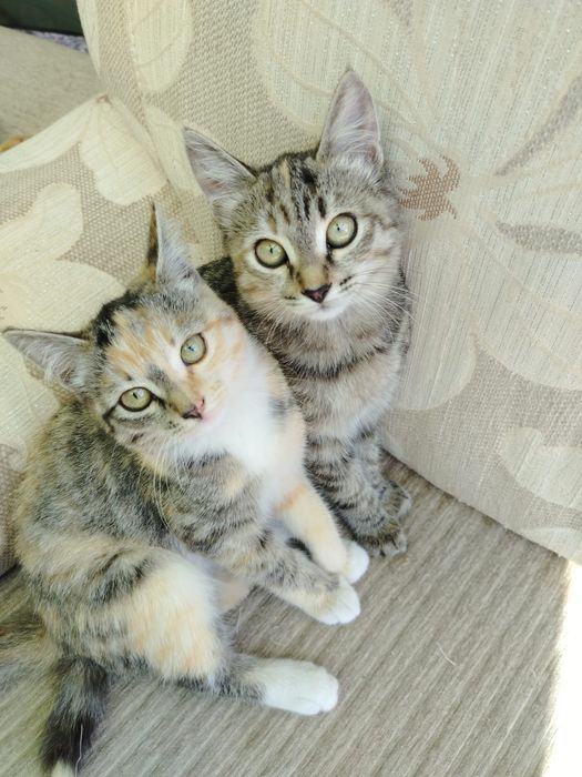 Котята в добрые руки!