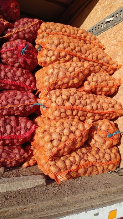 Cartofi de samanta  074[060]45[98)