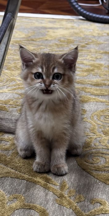 Золотистый Шиншилла мальчик