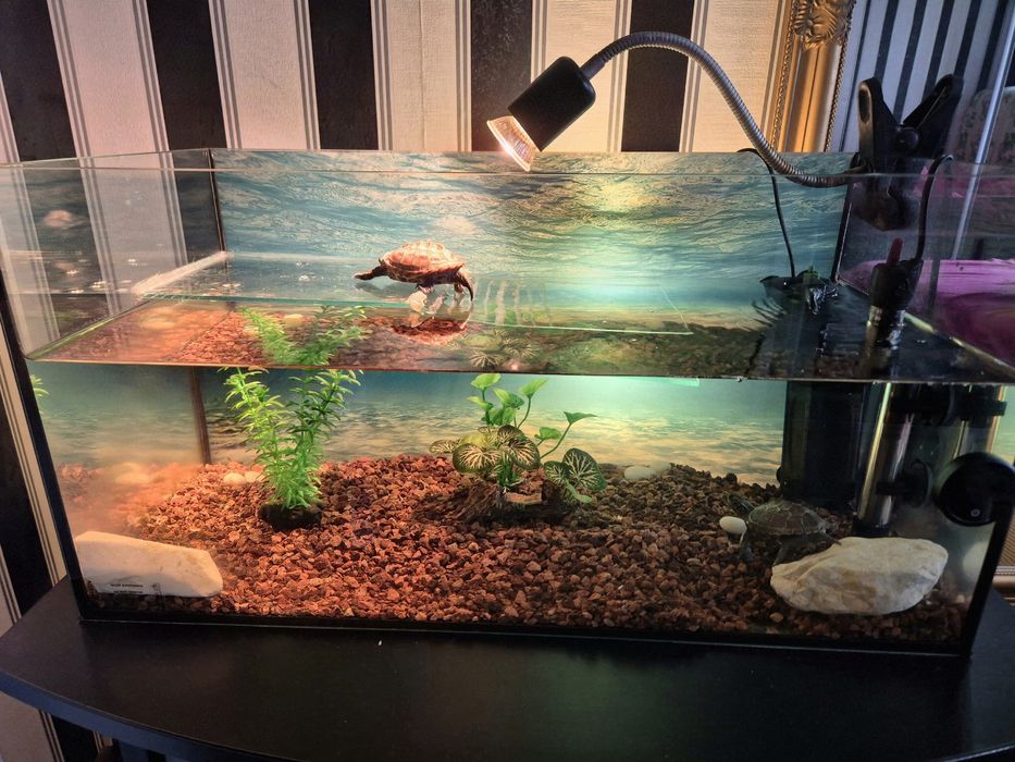 Vand broscute testoase