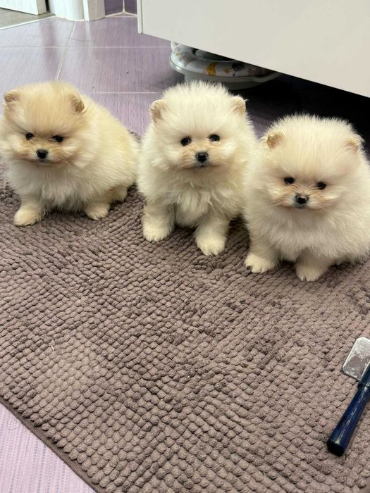 Померан бял/крем