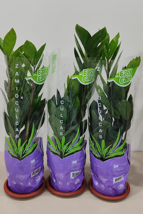 Живые комнатные цветы в ассортименте