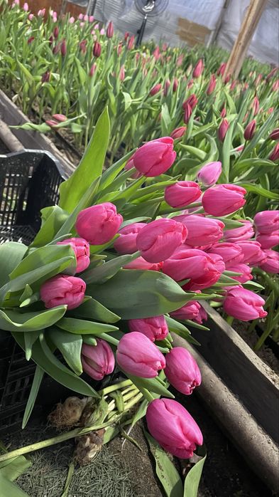 Тюльпан Оптом Свежие