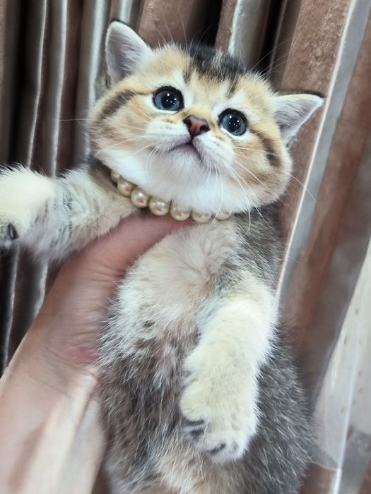 Котята чистокровные