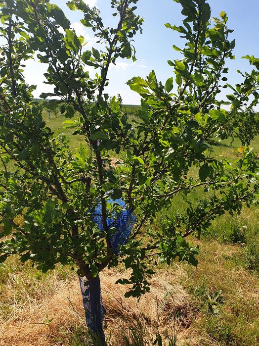 Продава се Земеделски имот в Варна, Лятно кино Тракия -  кв.м за 2084 €/дка - Снимка #1