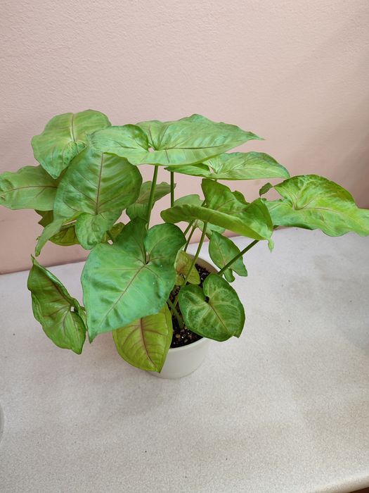 Цветы комнатные ухоженные