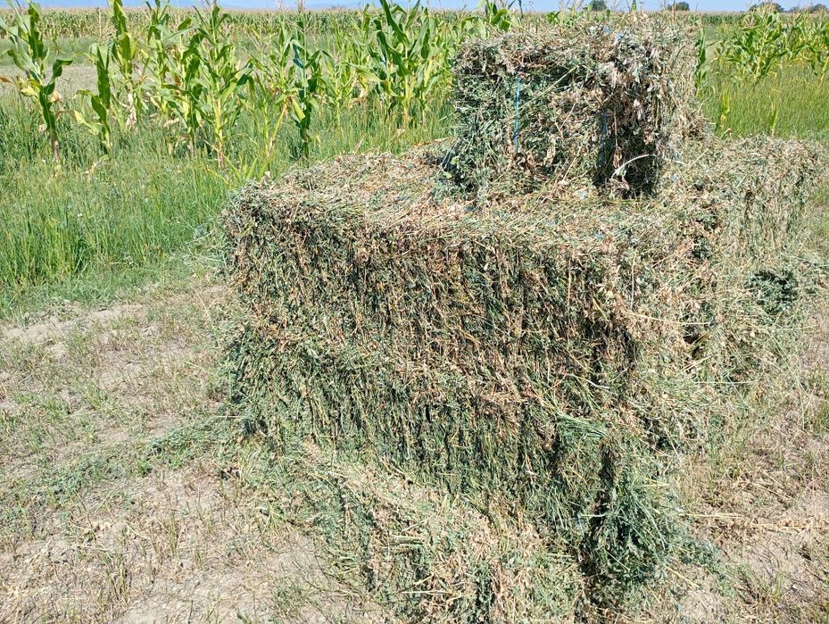 Baloți de lucernă coasa a3a