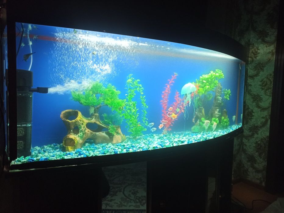 Akvarin 500 litrli sotiladi baliĝlari bn