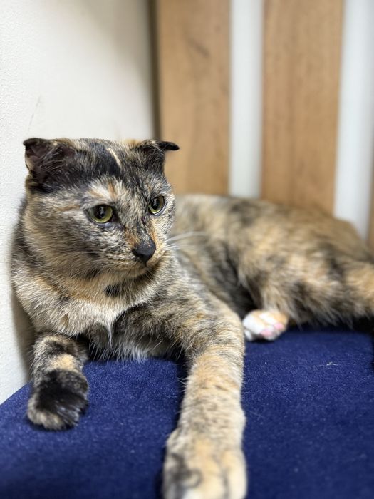 Отдам кошку в добрые руки