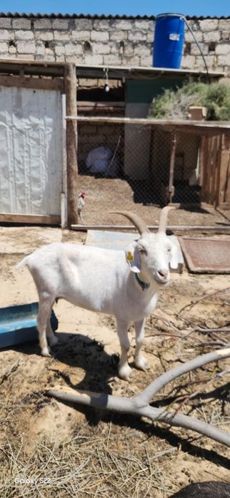 Ешкі сатылады. Қысыр