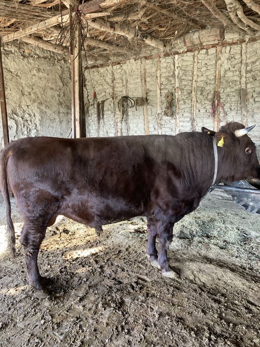 hoʻkiz sotiladi ikki yoshdan oʻtkan