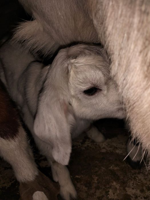 Породный ешкілер сатылады