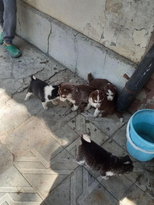 Продаются щенки породы Хаски.