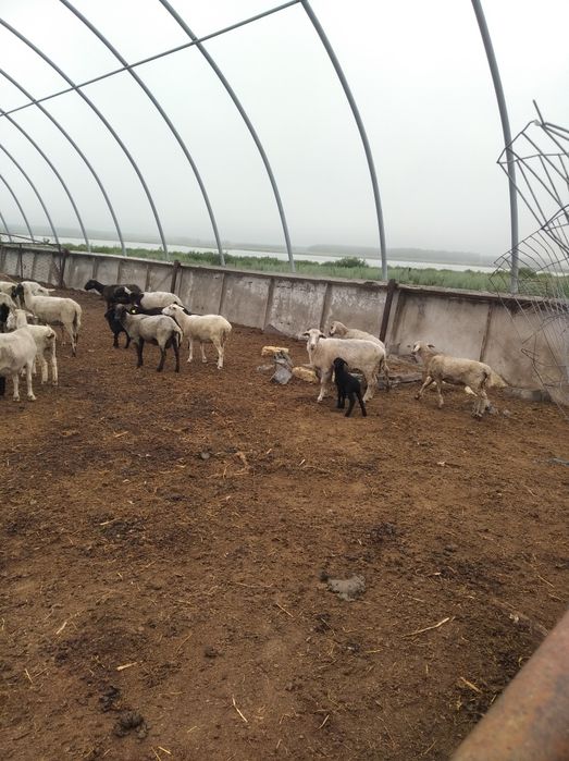 Продам овец в общем 71 гол