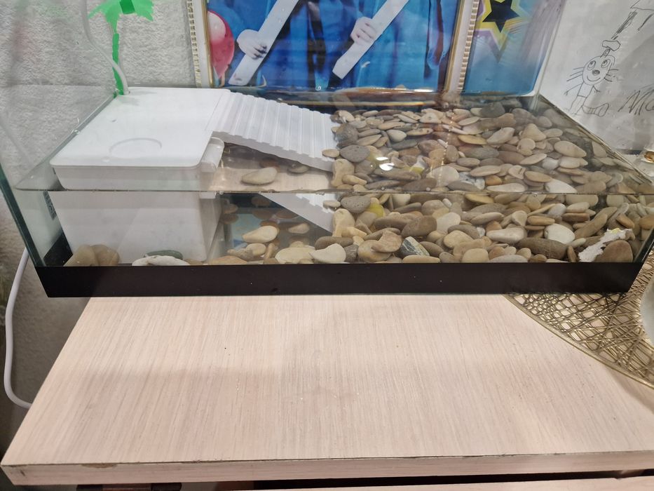 Черепахи  водяные