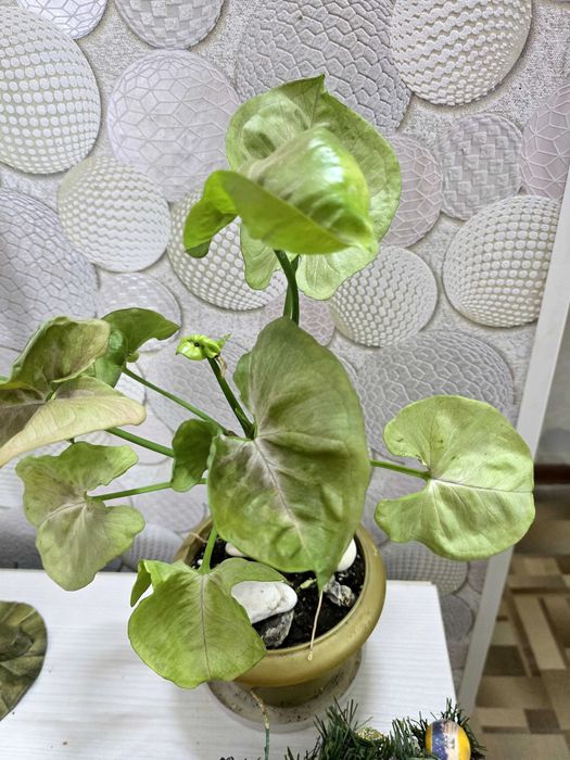 Сингониум серый призрак