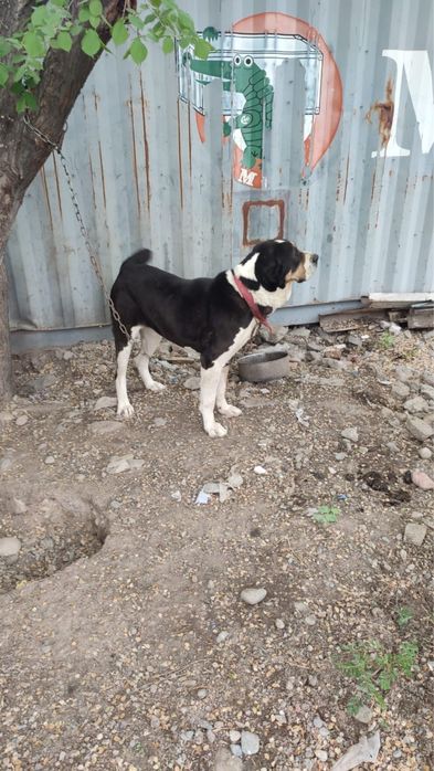 Продам Алабая