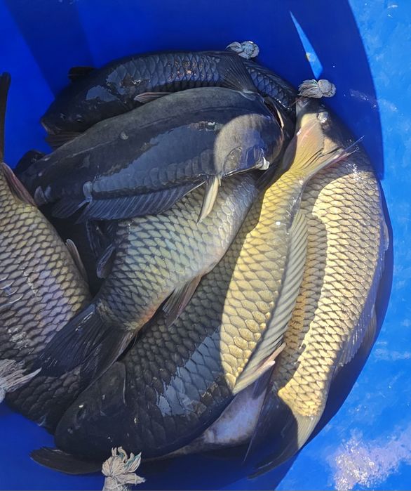 Crap Românesc vara 3