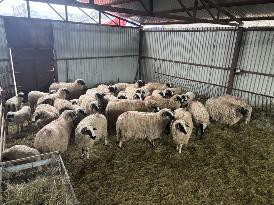 Oi de vanzare majoritatea cu mieii langa  ele