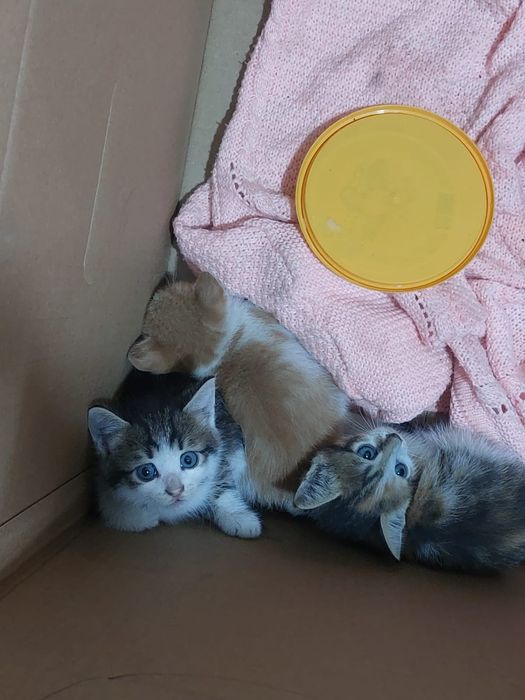 Отдам котят в добрые руки