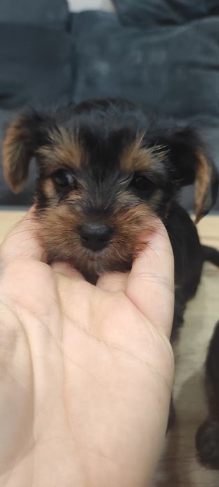 Йоркширски териер (без родословие)