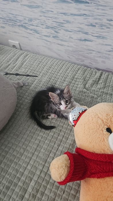 Отдам котенка в добрые руки бесплатно. Латок знает. 2 месяца