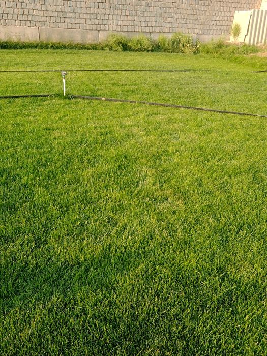 Landshaft Gazon ekish
