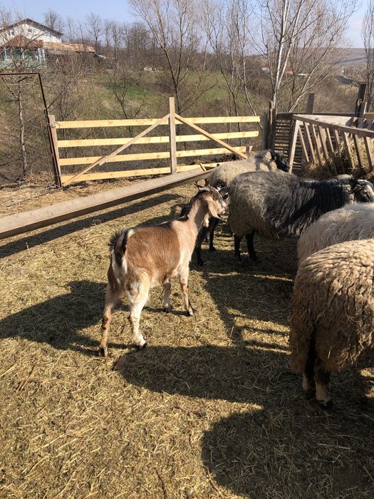 Capra si 2 iedute de vanzare