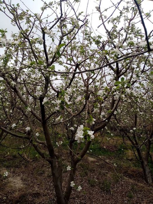 Hovli sotiladi. Navbahor tumani