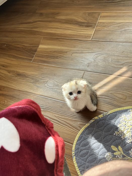 Котята 1.5месятц   здоровые и породыстые