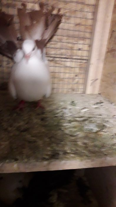 Vand porumbei voltati