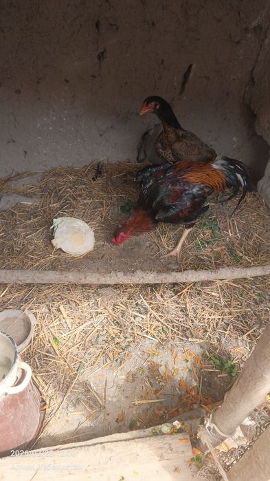 Даканг хуроз сотувда йуллари яхши калтаклари каттик жуда асаби чаток х