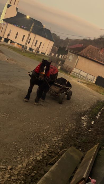 Armasar de vanzare sau la schimb pe iapa