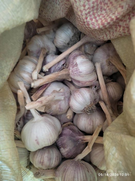 Chesnok, sarimsoqpiyoz, чеснок, garlic