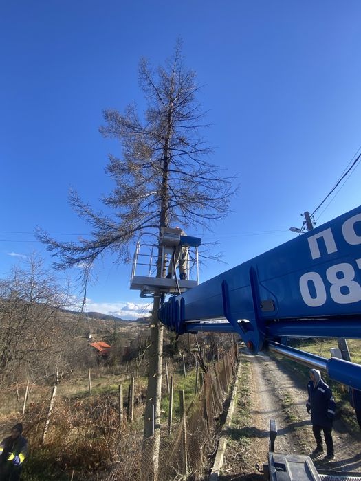 Рязане на опасни дървета