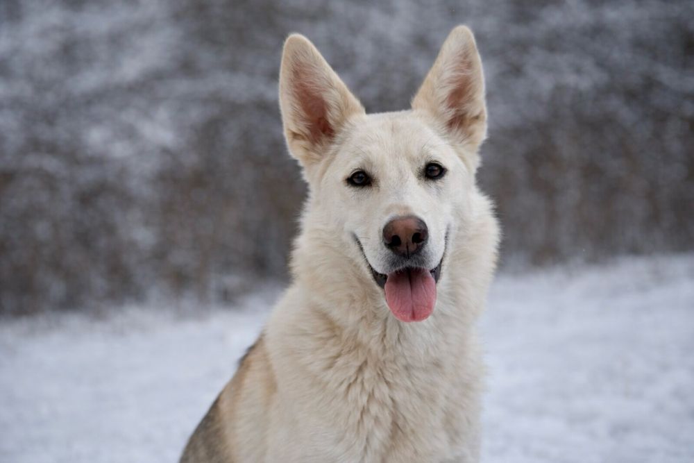 Хасандра — добрая девочка с большим сердцем ищет дом