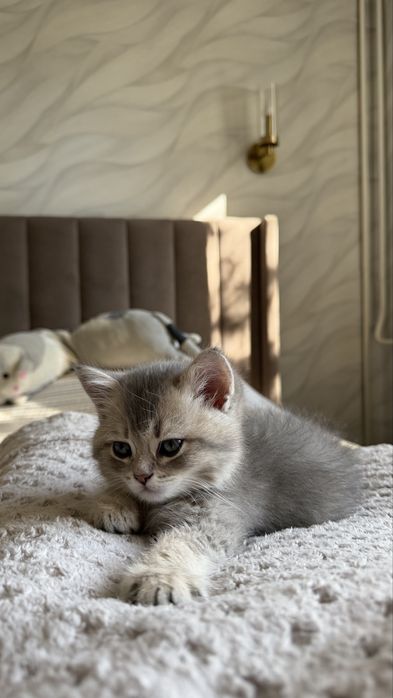 Британская шиншилла котенок