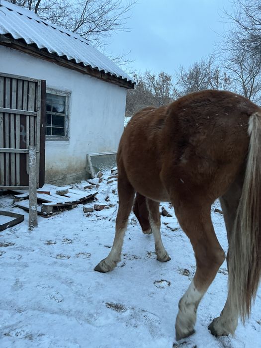 Тай сатылады.