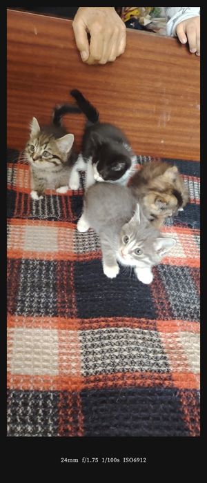 Милые котята, умные, красивые.
