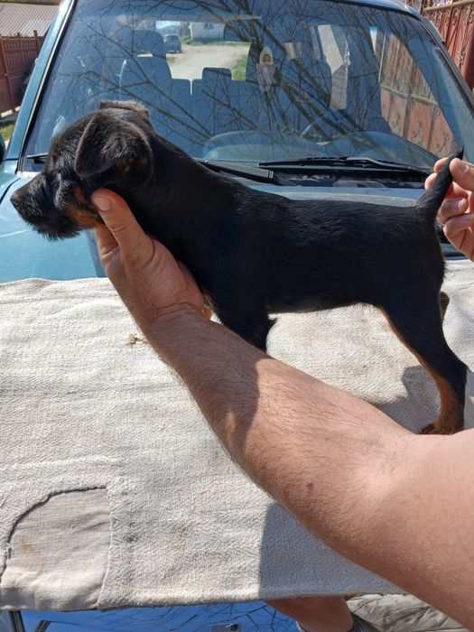 Felema Jagd terrier catel- caini in varsta de 2 luni