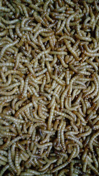 Продаётся зоофобос крупный