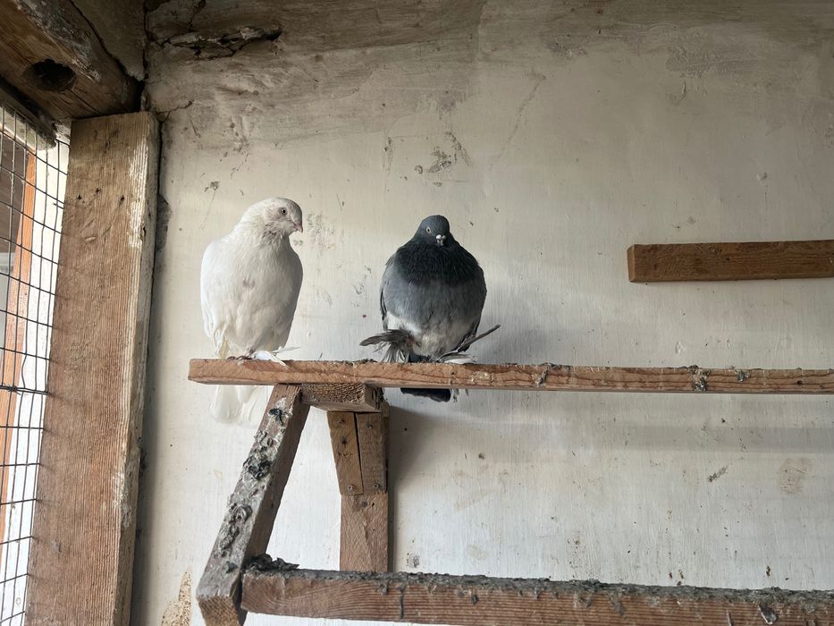 Срочно продам голубей