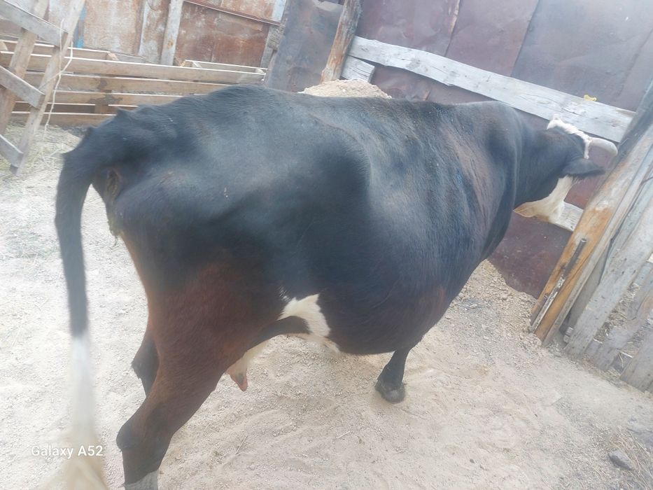 Продам коров и телят