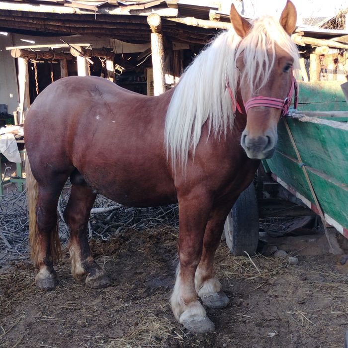 De vânzare  armăsar