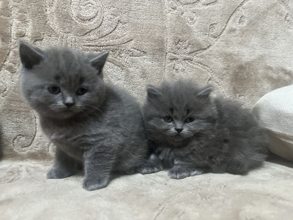 Pisoi British Shorthair